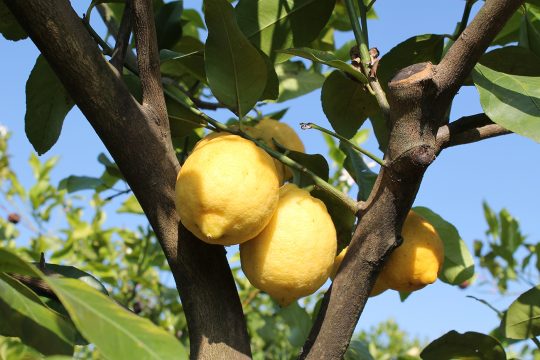 Buy Online Sicilian Lemon from Ribera - Foodexplore